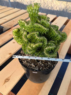 Crested Euphorbia Mint Cream Rare Coral Cactus – Exact Live Plant #50