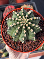 Gymnocalycium Transformer XXL Live Rare Cactus Plant Exotic