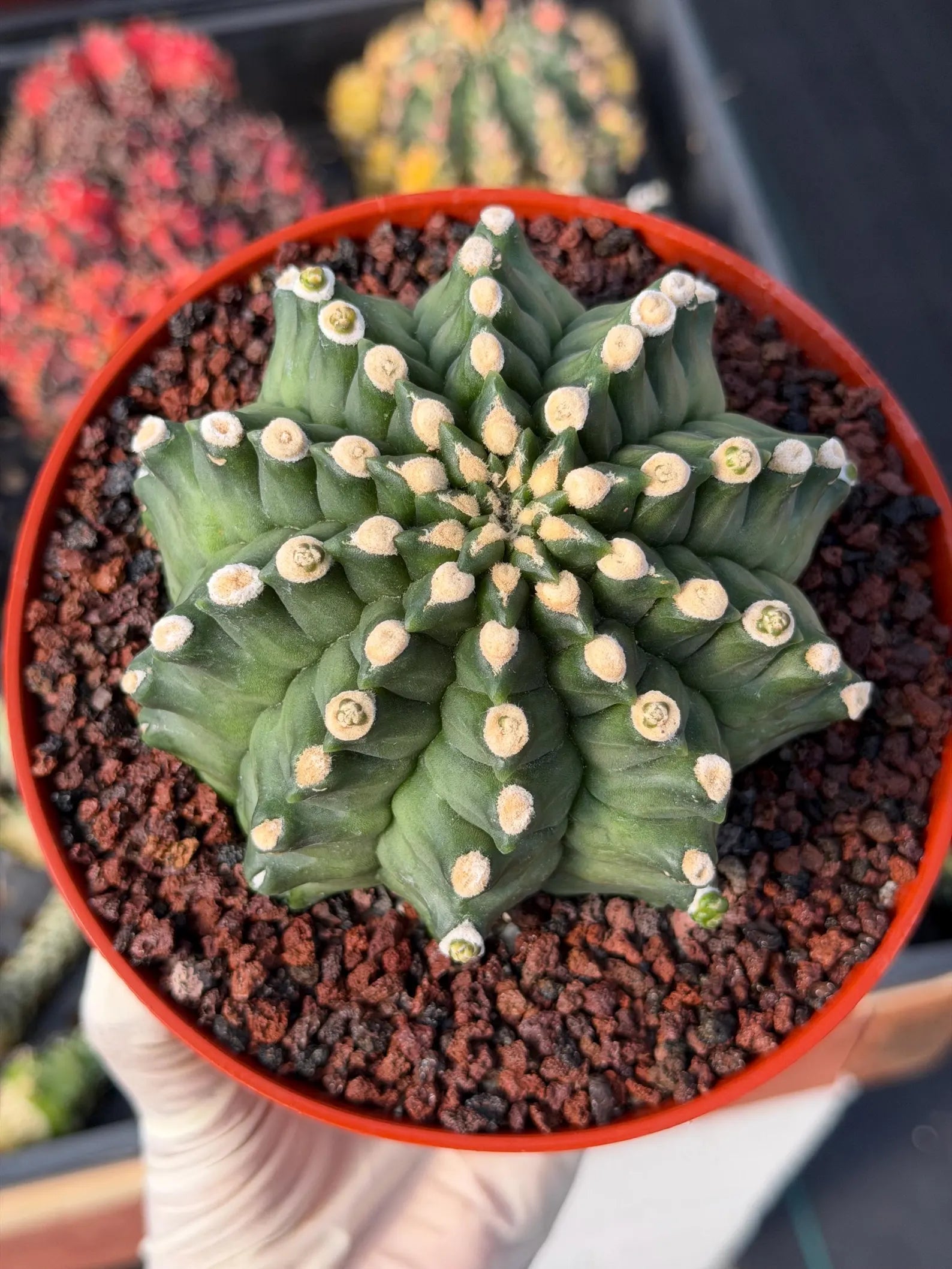 Gymnocalycium Transformer XXL Live Rare Cactus Plant Exotic