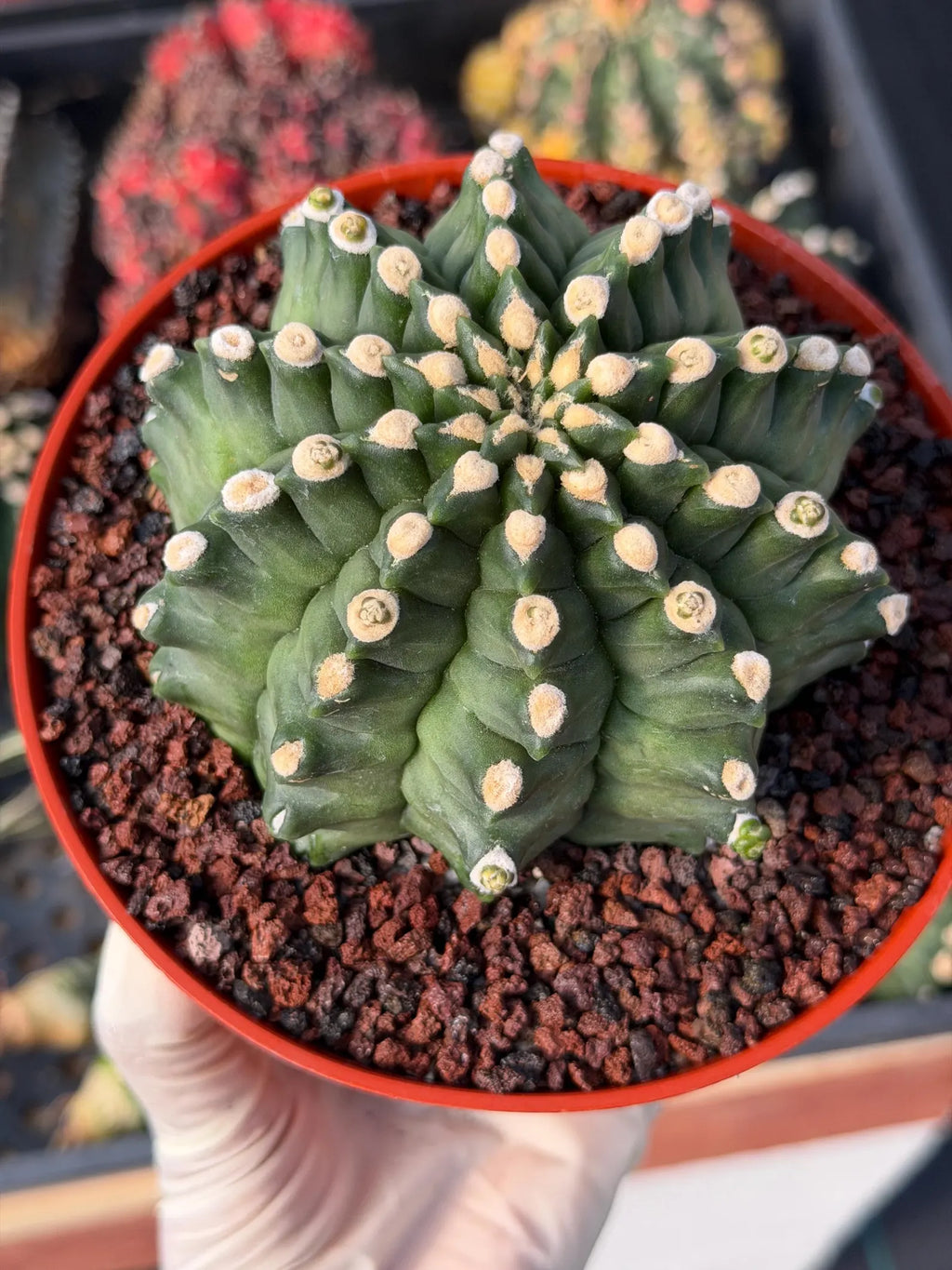 Gymnocalycium Transformer XXL Live Rare Cactus Plant Exotic