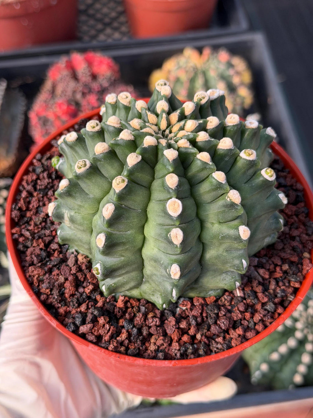 Gymnocalycium Transformer XXL Live Rare Cactus Plant Exotic