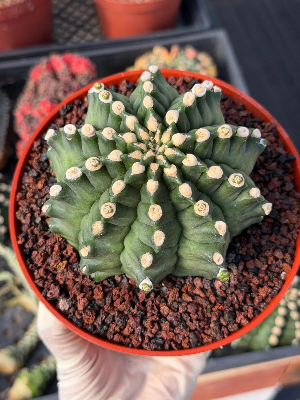 Gymnocalycium Transformer XXL Live Rare Cactus Plant Exotic