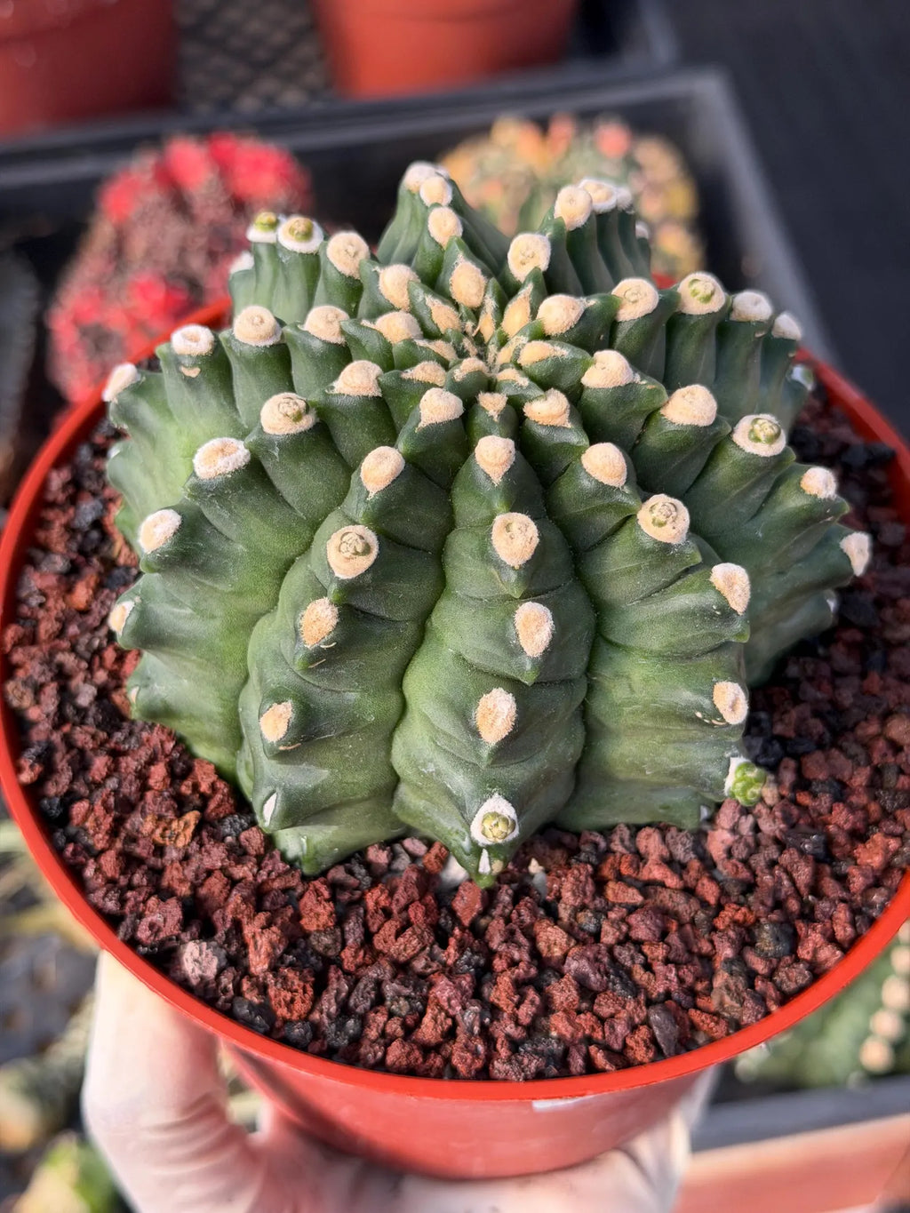 Gymnocalycium Transformer XXL Live Rare Cactus Plant Exotic