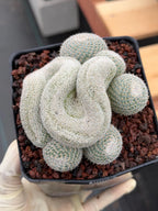 Crested Mammillaria Perbella Live Cactus | Rare Cristata Cluster | Exact Plant #66