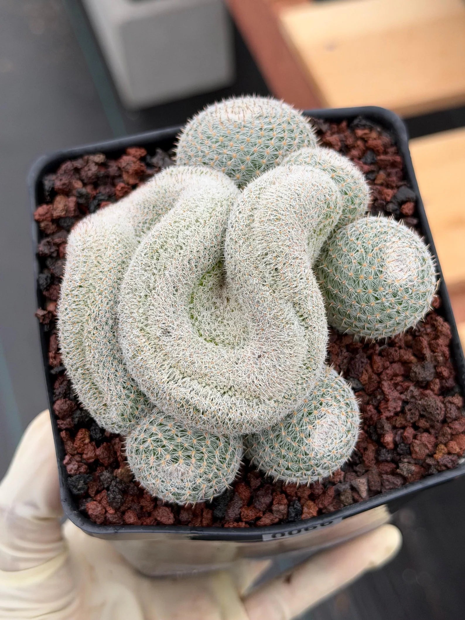 Crested Mammillaria Perbella Live Cactus | Rare Cristata Cluster | Exact Plant #66