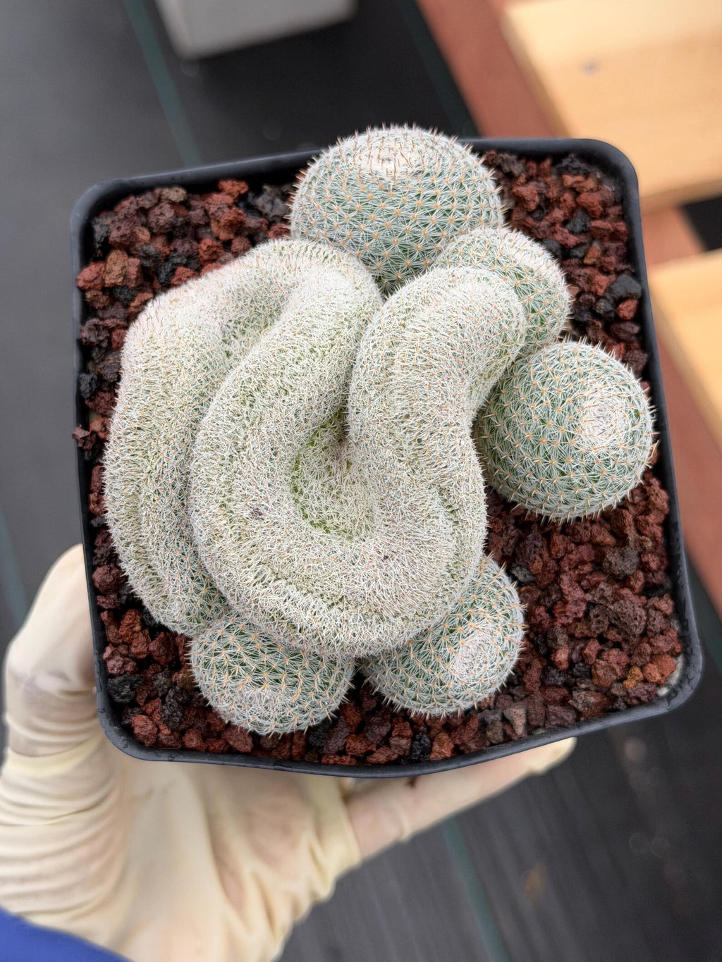 Crested Mammillaria Perbella Live Cactus | Rare Cristata Cluster | Exact Plant #66