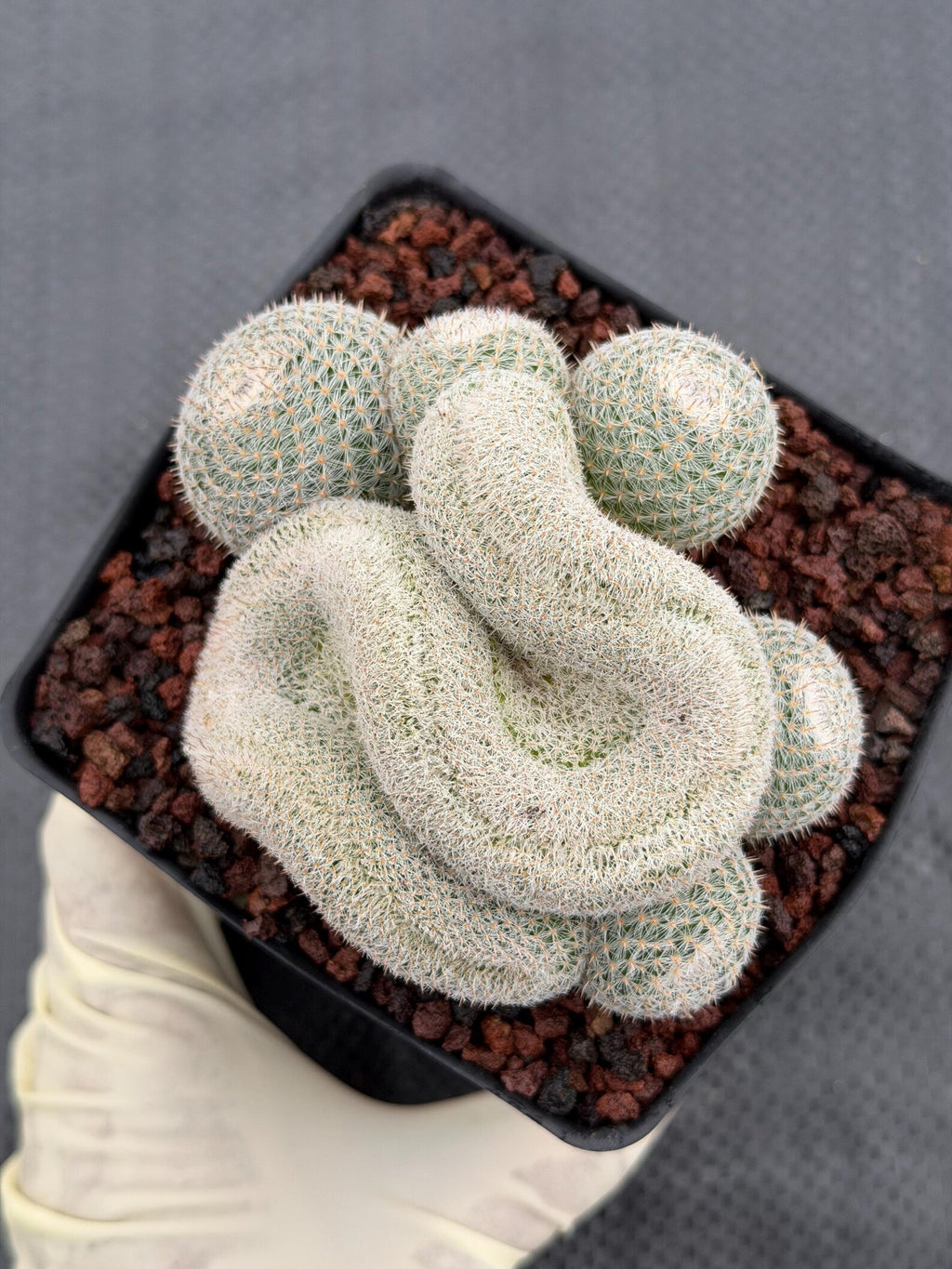 Crested Mammillaria Perbella Live Cactus | Rare Cristata Cluster | Exact Plant #66