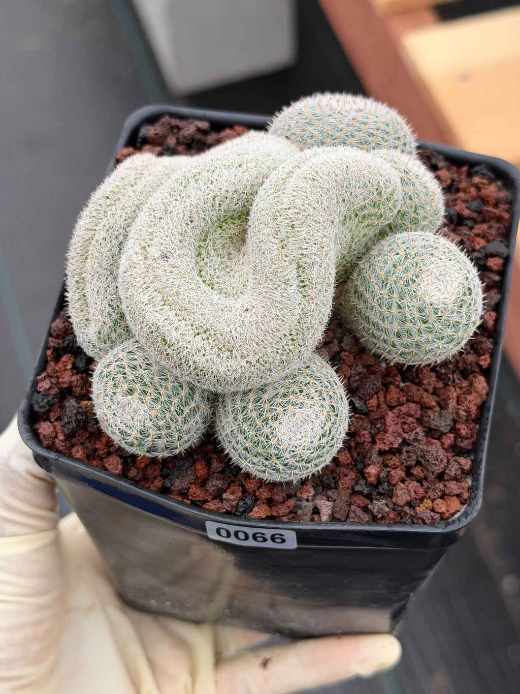 Crested Mammillaria Perbella Live Cactus | Rare Cristata Cluster | Exact Plant #66