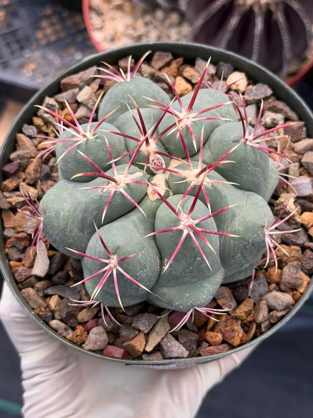 Thelocactus Hexaedrophorus Live Cactus – Rare Seed Grown Plant #6