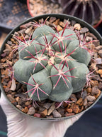 Thelocactus Hexaedrophorus Live Cactus – Rare Seed Grown Plant #6