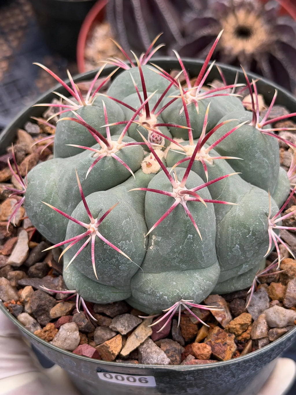 Thelocactus Hexaedrophorus Live Cactus – Rare Seed Grown Plant #6