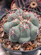 Thelocactus Hexaedrophorus Live Cactus – Rare Seed Grown Plant #6