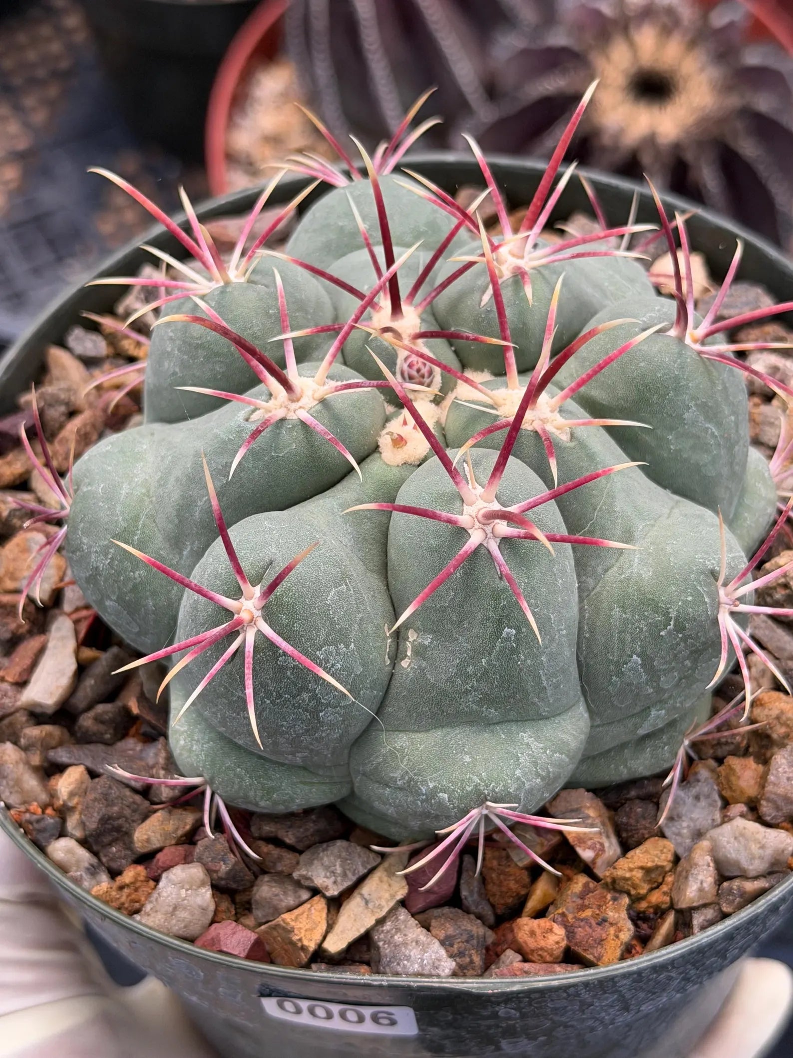 Thelocactus Hexaedrophorus Live Cactus – Rare Seed Grown Plant #6