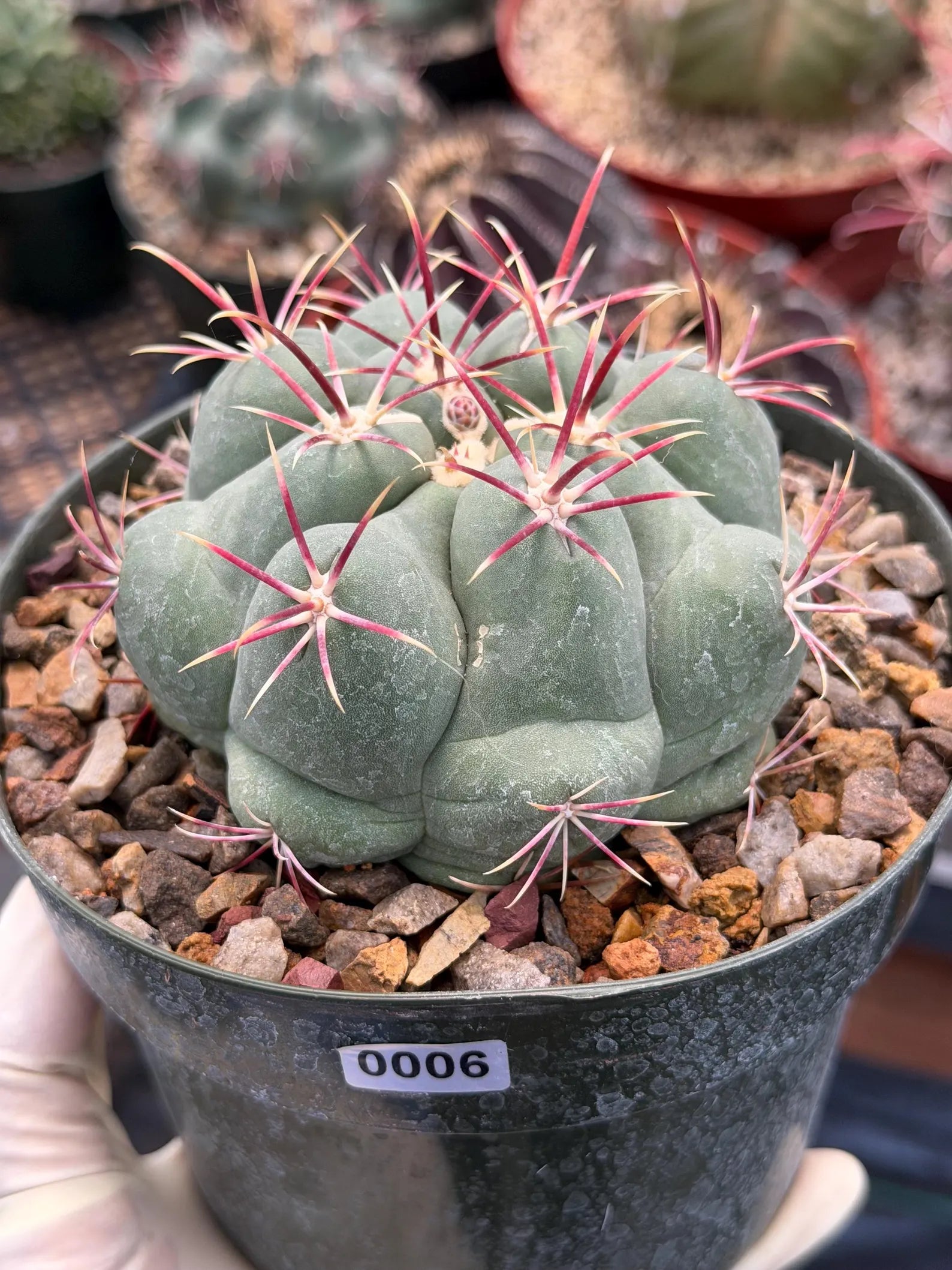 Thelocactus Hexaedrophorus Live Cactus – Rare Seed Grown Plant #6