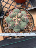 Thelocactus Hexaedrophorus Live Cactus – Rare Seed Grown Plant #6