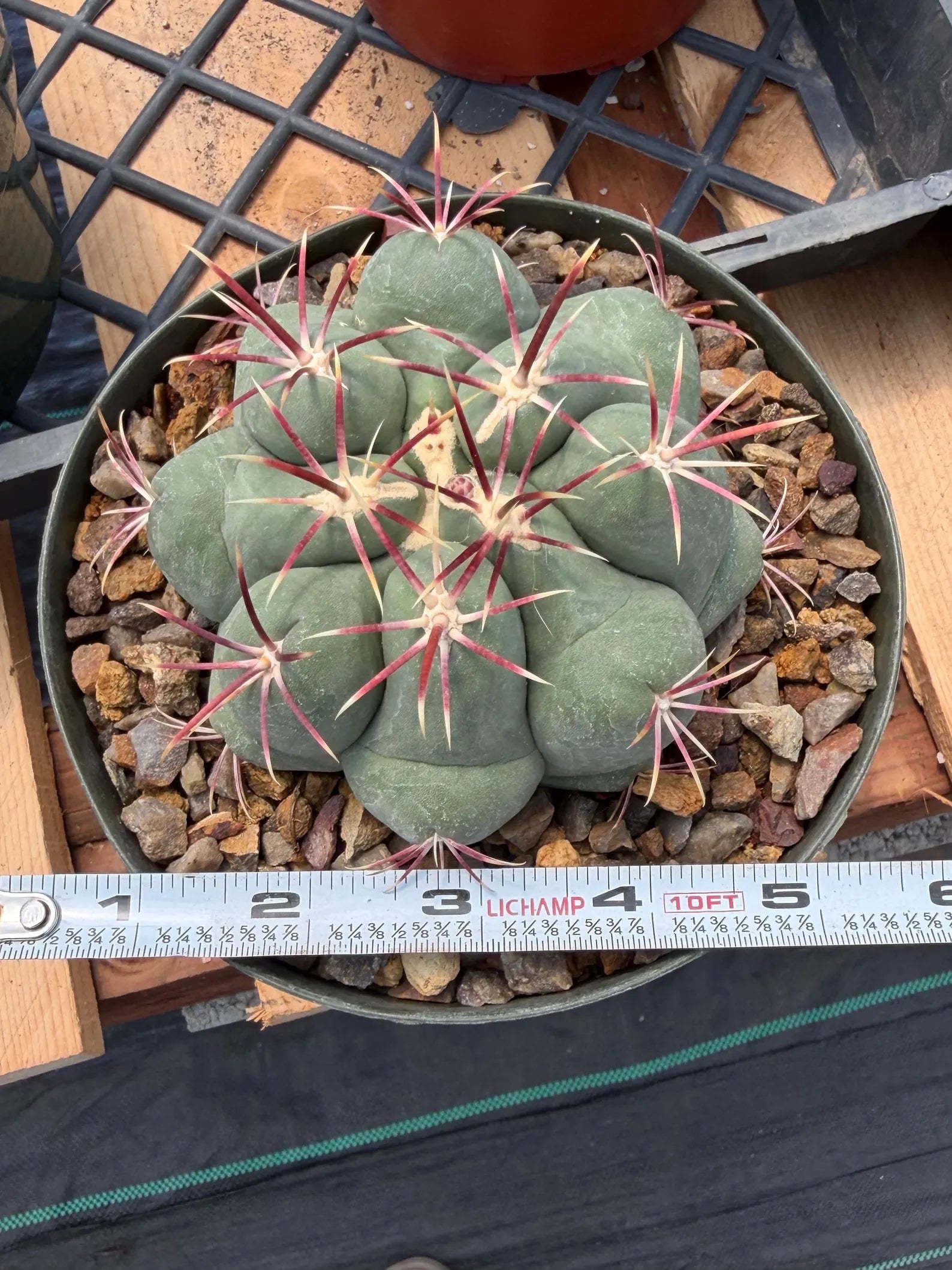 Thelocactus Hexaedrophorus Live Cactus – Rare Seed Grown Plant #6