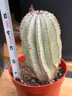 Rare Euphorbia Snowflake Cactus | Large Blue-Green Live Succulent | 8-Inch Collector Plant