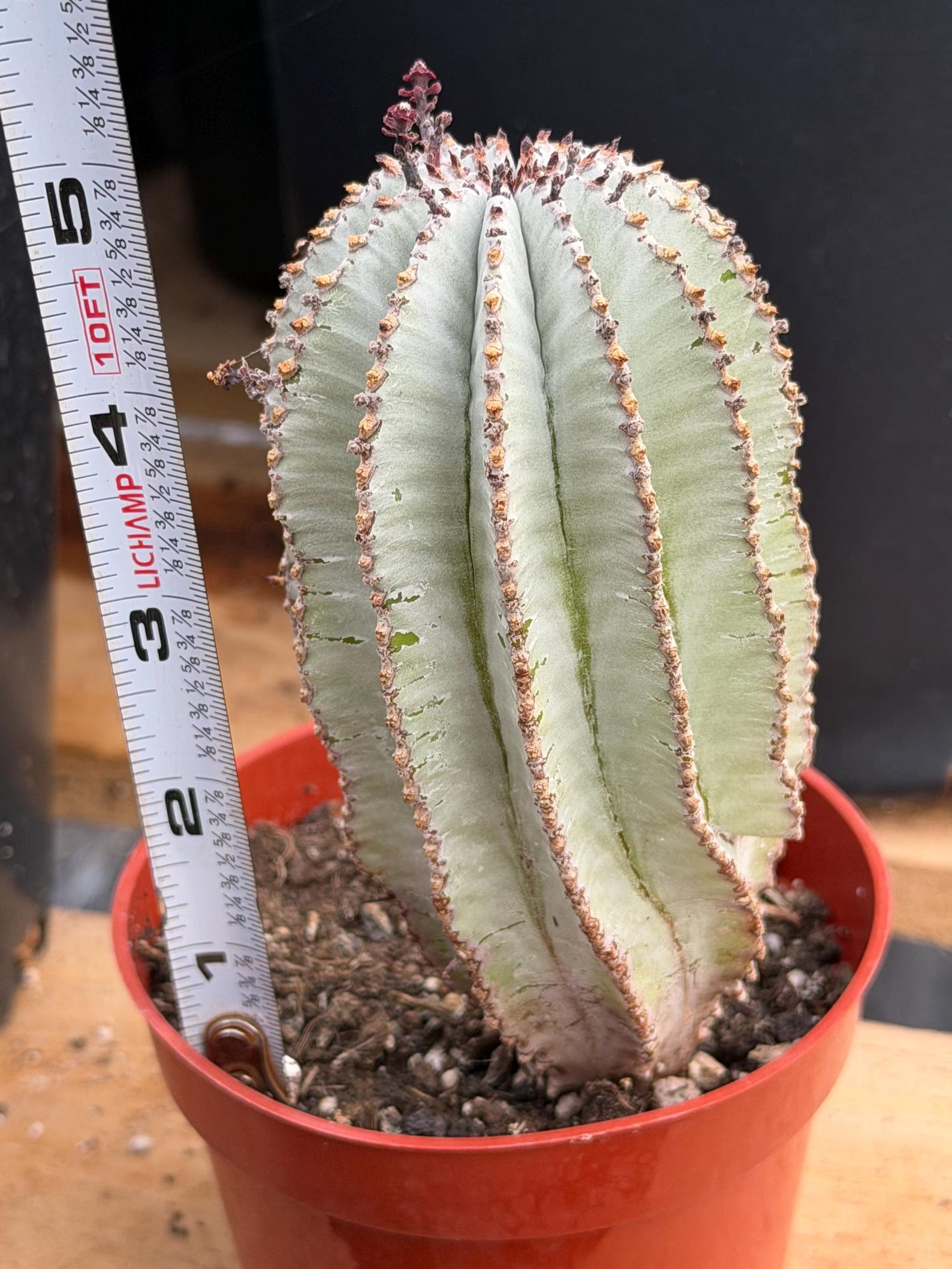 Rare Euphorbia Snowflake Cactus | Large Blue-Green Live Succulent | 8-Inch Collector Plant