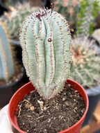 Rare Euphorbia Snowflake Cactus | Large Blue-Green Live Succulent | 8-Inch Collector Plant