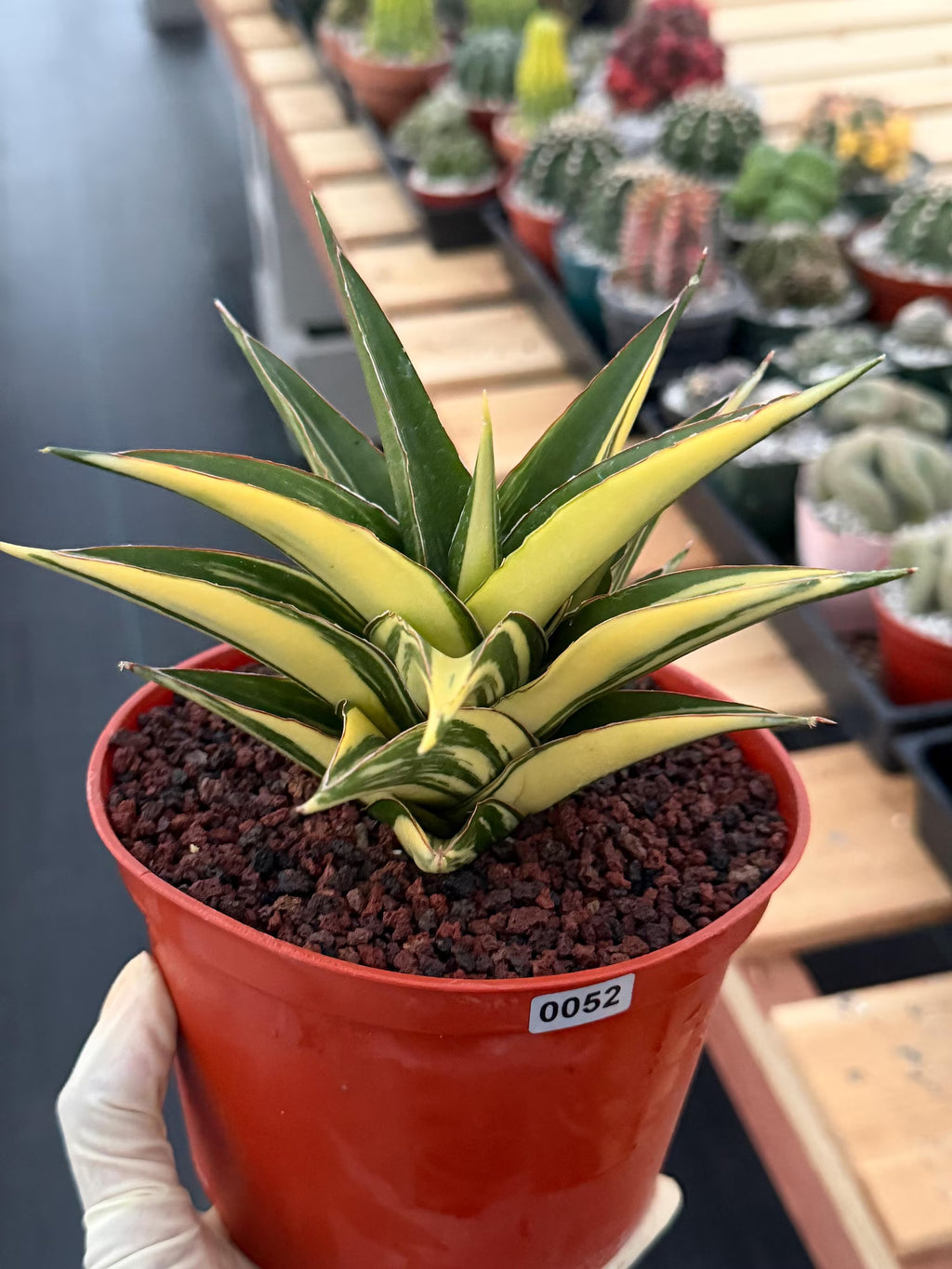 Variegated Sansevieria Tower | Live Snake Plant | 6" Pot | #52