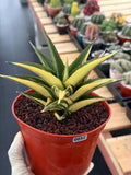 Variegated Sansevieria Tower | Live Snake Plant | 6" Pot | #52