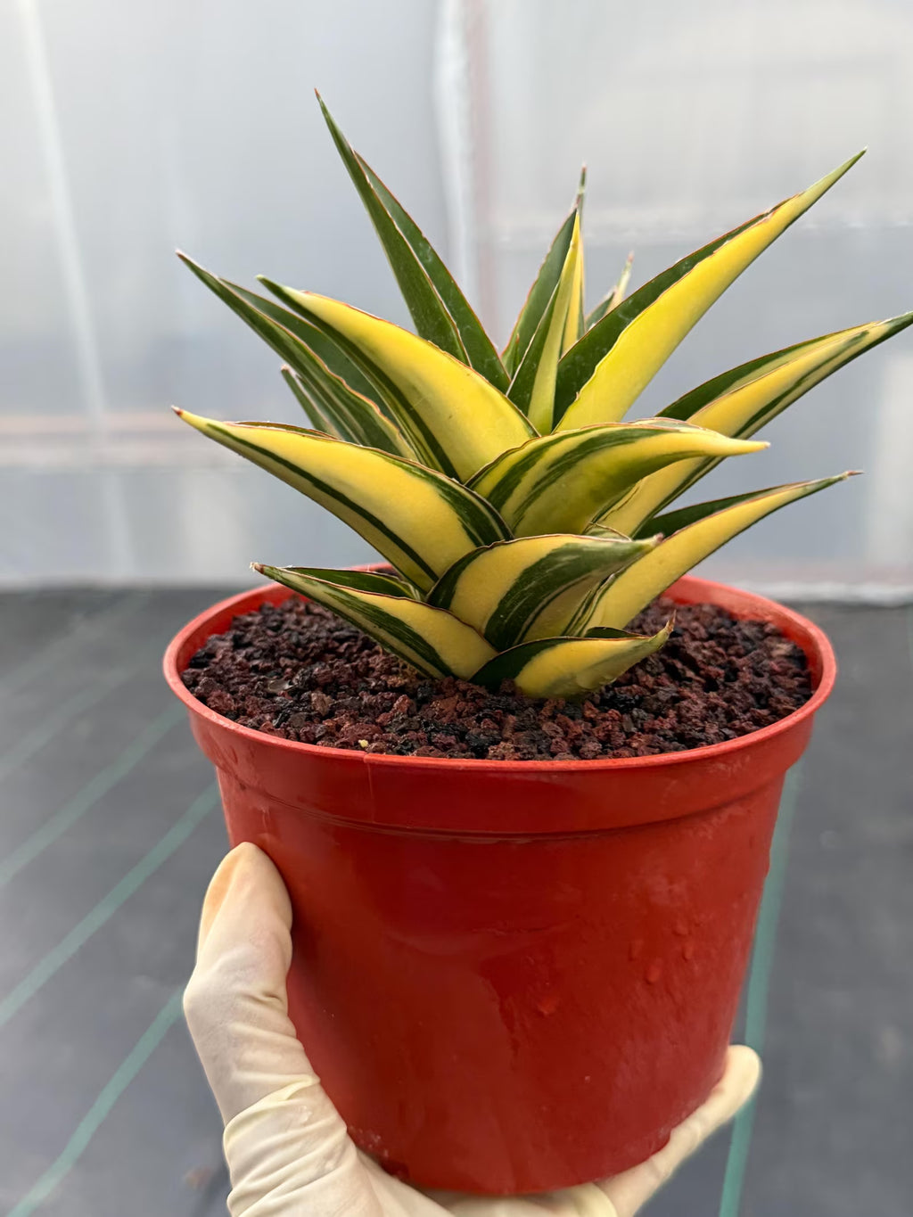Variegated Sansevieria Tower | Live Snake Plant | 6" Pot | #52