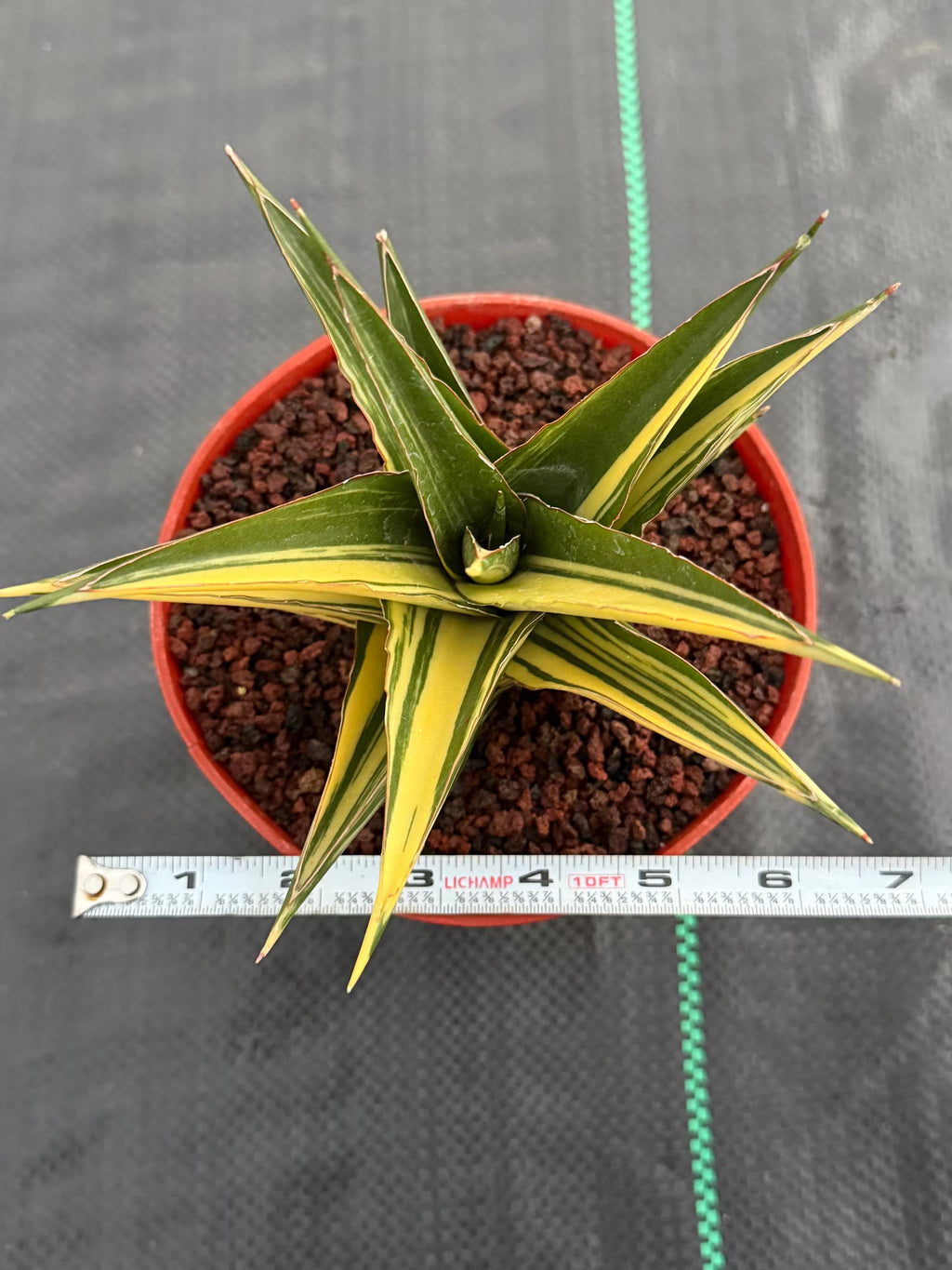 Variegated Sansevieria Tower | Live Snake Plant | 6" Pot | #52