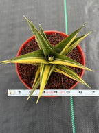 Variegated Sansevieria Tower | Live Snake Plant | 6" Pot | #52