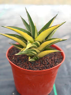 Variegated Sansevieria Tower | Live Snake Plant | 6" Pot | #52