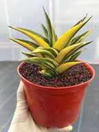 Variegated Sansevieria Tower | Live Snake Plant | 6" Pot | #52