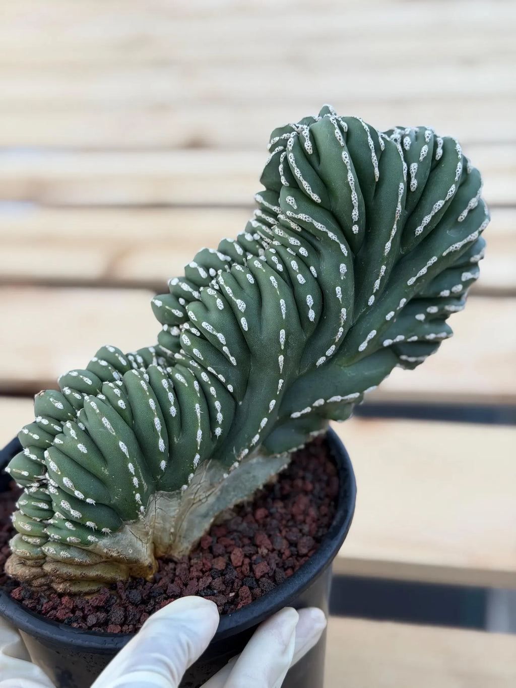 Crested Golden Barrel Cactus | Rare Live Cactus #11