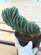 Crested Golden Barrel Cactus | Rare Live Cactus #11
