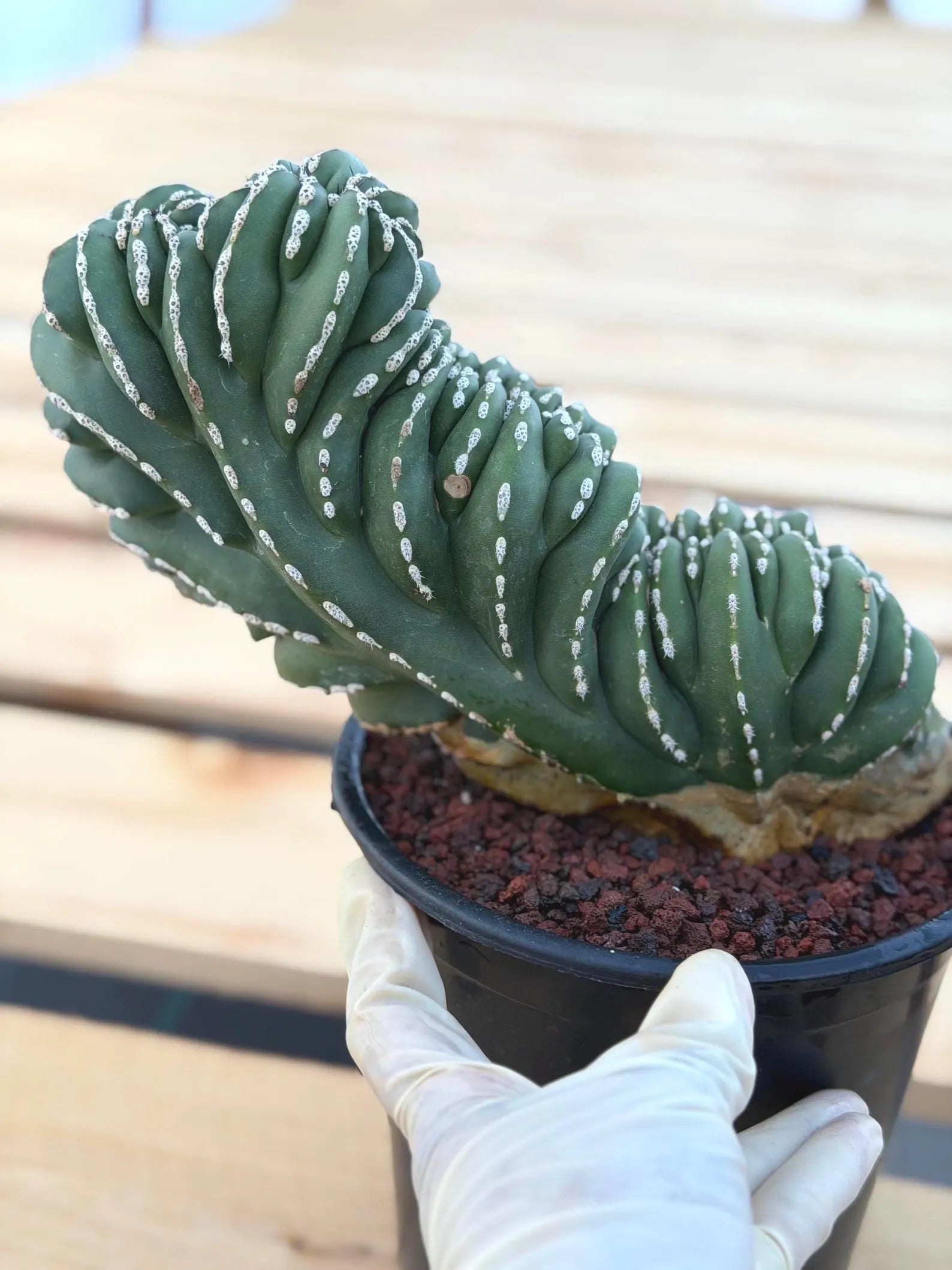 Crested Mexican Fence Post Cactus #0011| Rare Live Cactus