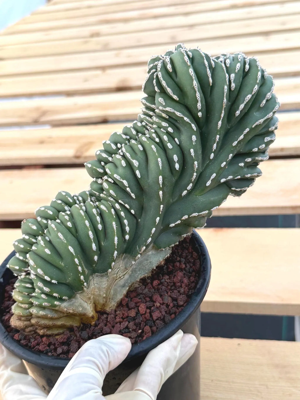 Crested Mexican Fence Post Cactus #0011| Rare Live Cactus
