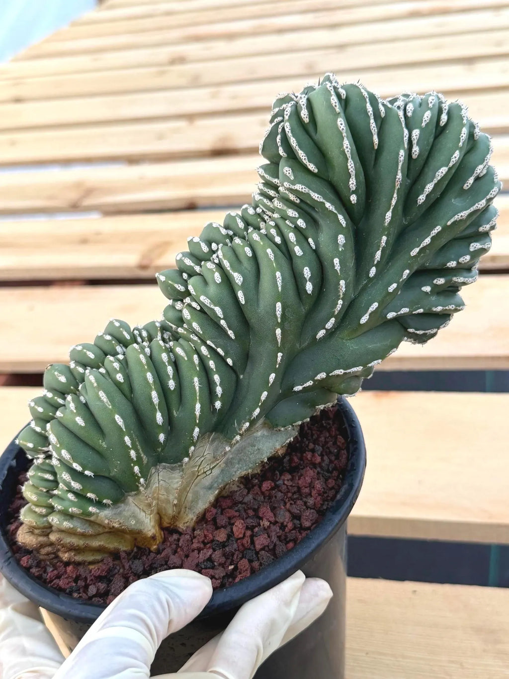 Crested Golden Barrel Cactus | Rare Live Cactus #11