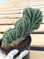 Crested Golden Barrel Cactus | Rare Live Cactus #11