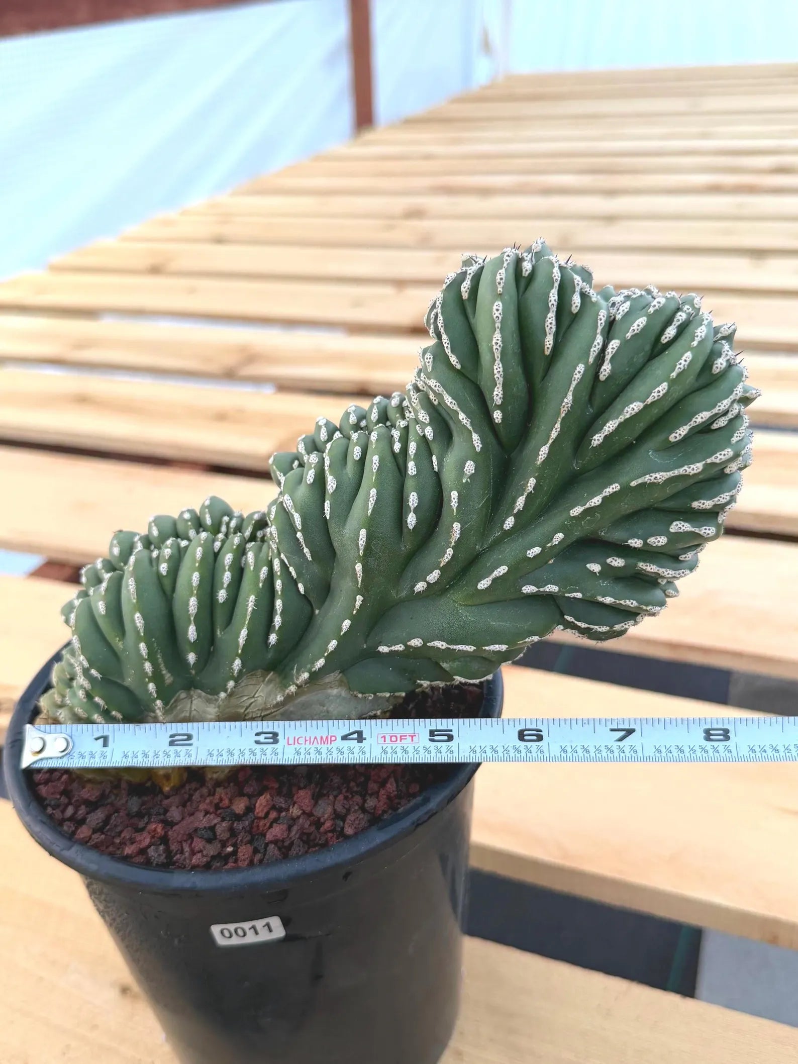 Crested Mexican Fence Post Cactus #0011| Rare Live Cactus