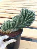 Crested Golden Barrel Cactus | Rare Live Cactus #11