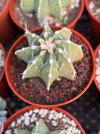 Astrophytum Myriostigma Nudum 8 Ribs | Rare Large Live Cactus #767