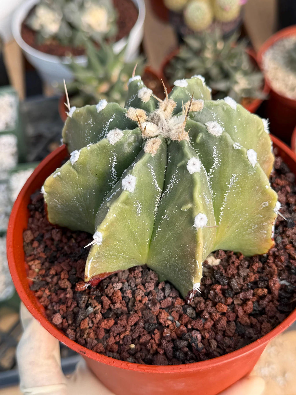 Astrophytum Myriostigma Nudum 8 Ribs | Rare Large Live Cactus #767