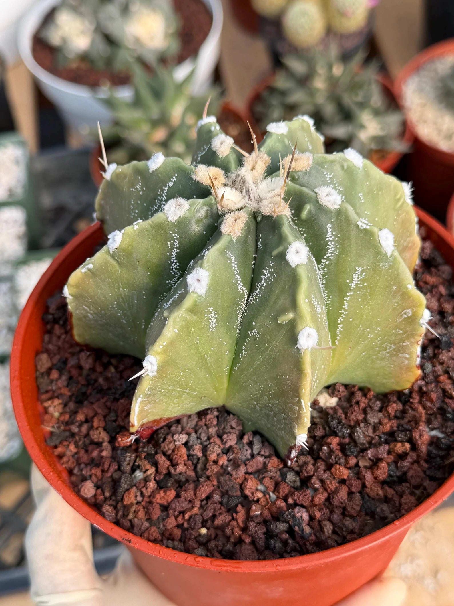 Astrophytum Myriostigma Nudum 8 Ribs | Rare Large Live Cactus #767