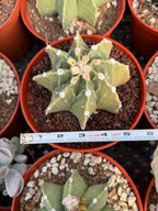 Astrophytum Myriostigma Nudum 8 Ribs | Rare Large Live Cactus #767