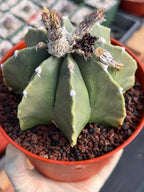 Astrophytum Myriostigma Nudum 8 Ribs White Dots | Rare Live Cactus Plant