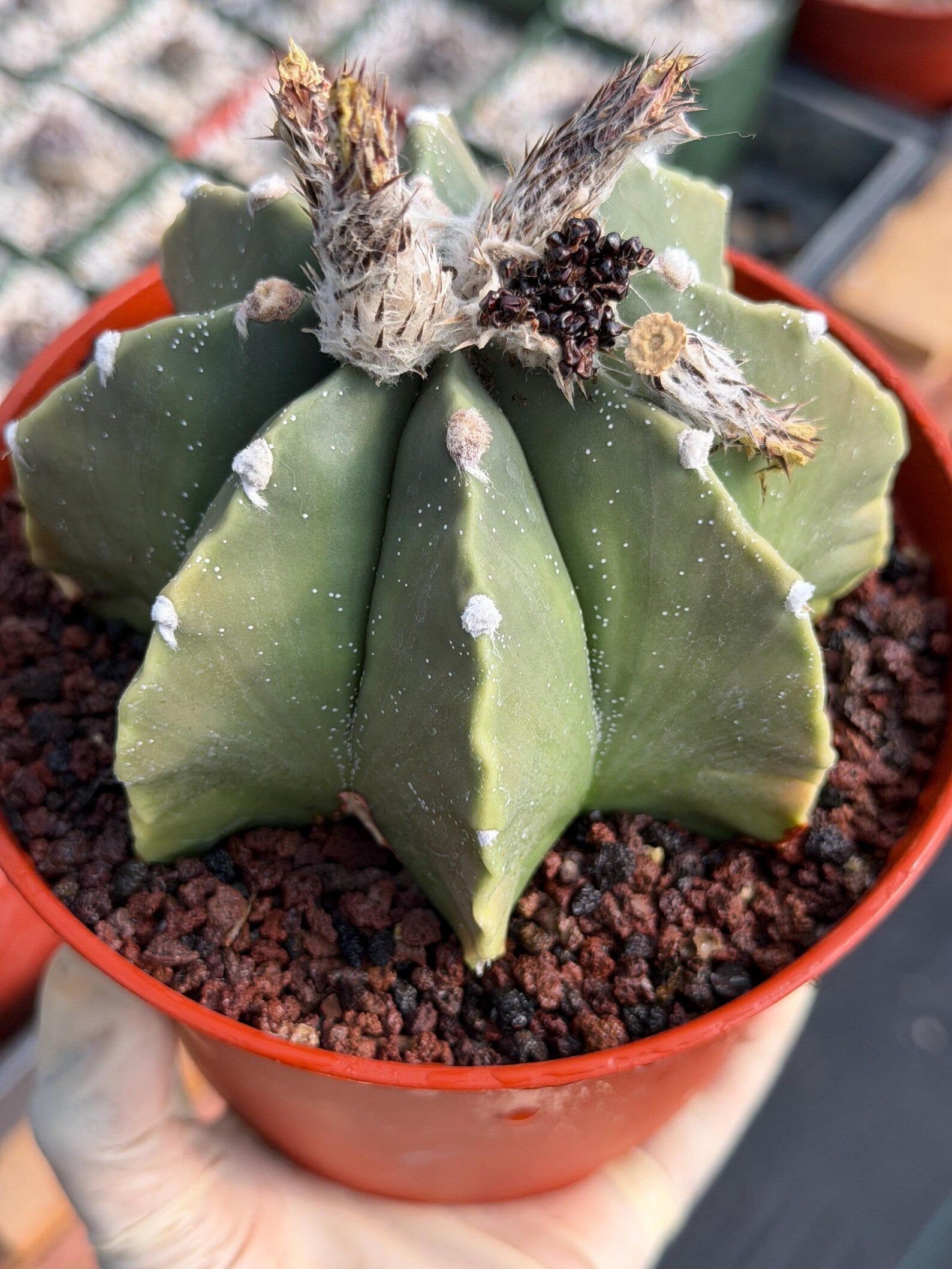 Astrophytum Myriostigma Nudum 8 Ribs White Dots | Rare Live Cactus Plant