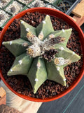 Astrophytum Myriostigma Nudum 8 Ribs White Dots | Rare Live Cactus Plant