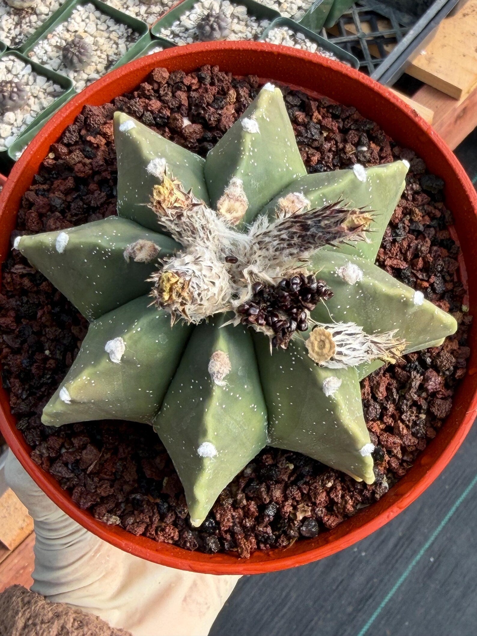Astrophytum Myriostigma Nudum 8 Ribs White Dots | Rare Live Cactus Plant