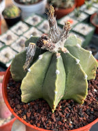 Astrophytum Myriostigma Nudum 8 Ribs White Dots | Rare Live Cactus Plant