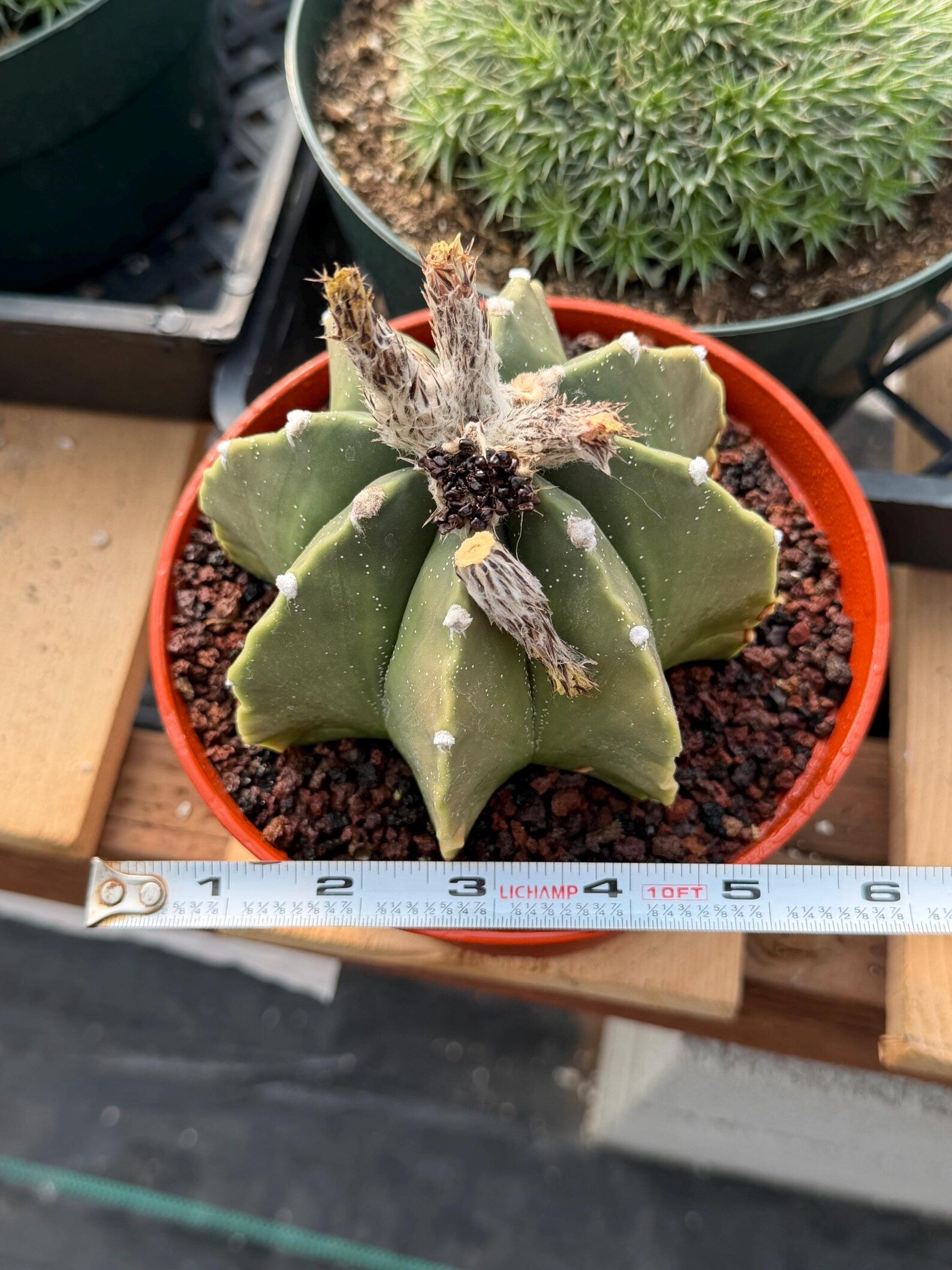Astrophytum Myriostigma Nudum 8 Ribs White Dots | Rare Live Cactus Plant