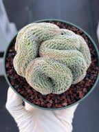 Crested Mammillaria #80 | Rare Live Cactus | Collector Plant