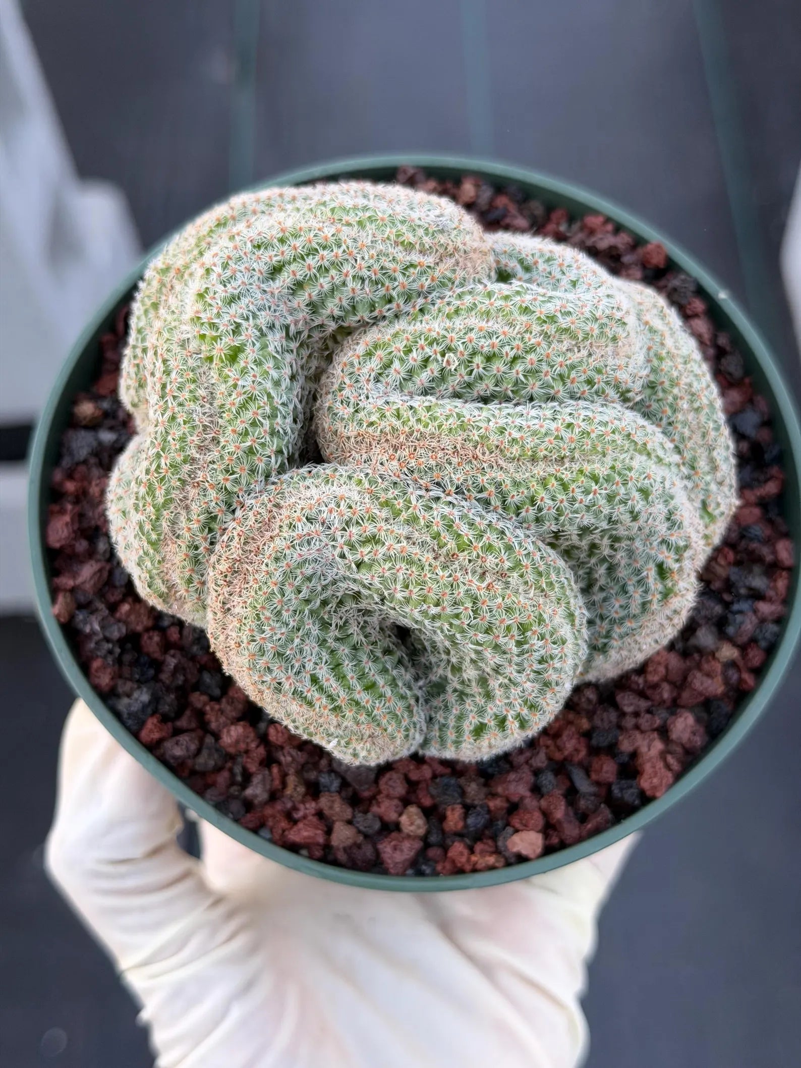 Crested Mammillaria #80 | Rare Live Cactus | Collector Plant